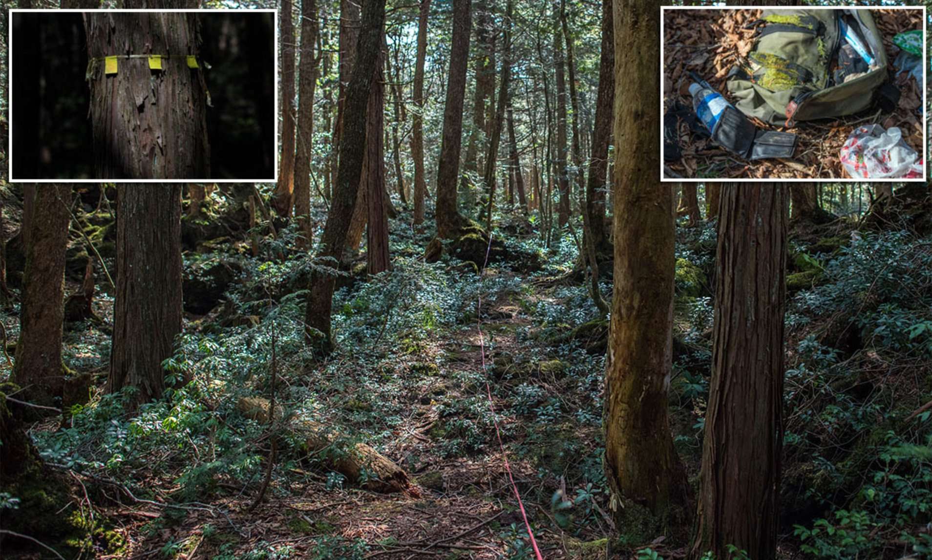 15 Facts You Didn't Know About Aokigahara, The Japanese Suicide Forest ...